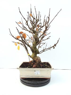 POMMIER