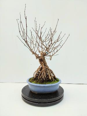 CELASTRUS