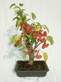 Bonsai d'ext�rieur