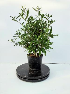 GARDENIA