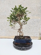 FICUS