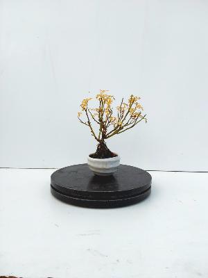 ROSIER