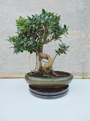 FICUS
