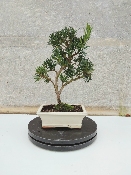PODOCARPUS