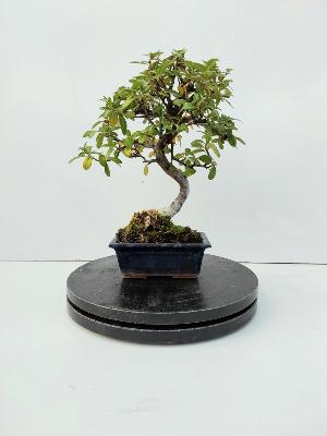 pyracantha