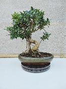 FICUS