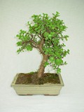 Bonsai d'int�rieur