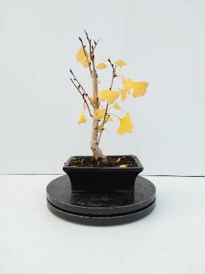 GINKGO