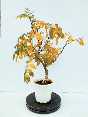GLYCINE