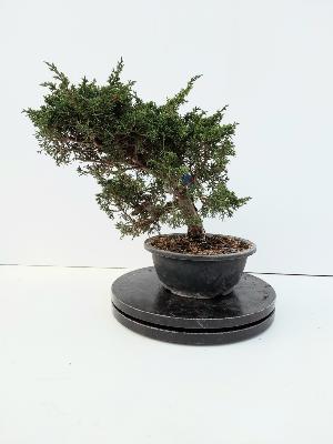 JUNIPERUS