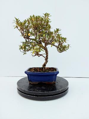 AZALEE