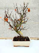 POMMIER