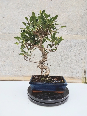 FICUS
