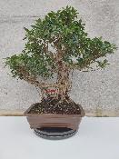 FICUS